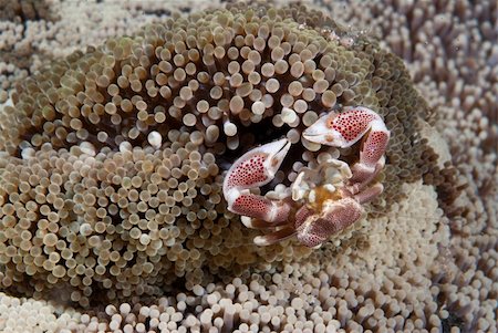 simsearch:400-05695161,k - A close up on a spotted porcelain crab on it's host, Sulawesi, Indonesia Stock Photo - Budget Royalty-Free & Subscription, Code: 400-05754068