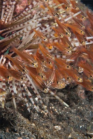 simsearch:400-05695161,k - A close up on a sea urchin surrounded by sweepers, Sulawesi, Indonesia Stock Photo - Budget Royalty-Free & Subscription, Code: 400-05754069