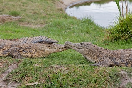 Crocodiles next to a pond touching nose, South Africa Foto de stock - Royalty-Free Super Valor e Assinatura, Número: 400-05754070