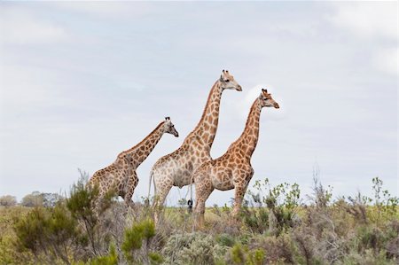 A group of giraffes standing together in the grassland, Western Cape, South Africa Foto de stock - Royalty-Free Super Valor e Assinatura, Número: 400-05754071