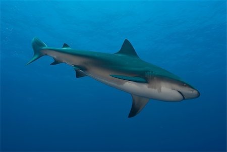 fiona_ayerst (artist) - The view of a bull shark swimming along, Pinnacles, Mozambique Foto de stock - Super Valor sin royalties y Suscripción, Código: 400-05754072