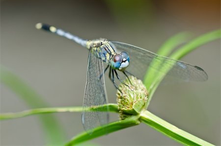 simsearch:400-04364178,k - dragonfly in garden or in green nature Foto de stock - Royalty-Free Super Valor e Assinatura, Número: 400-05754119