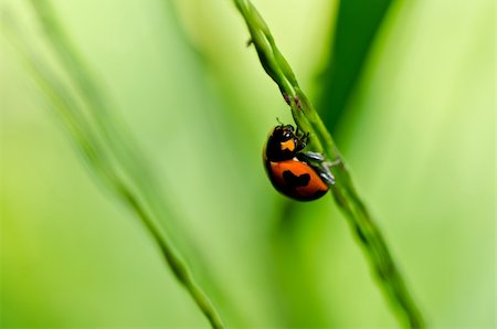 simsearch:400-05739088,k - ladybug in the green nature or in the garden Stockbilder - Microstock & Abonnement, Bildnummer: 400-05754124