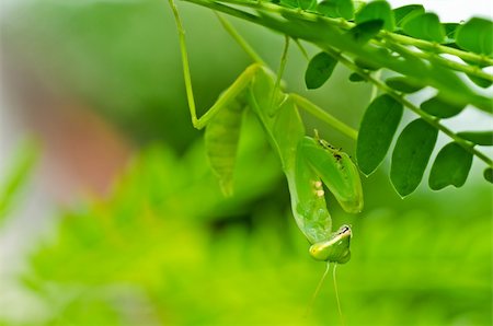 mantis in green nature or in garden Stock Photo - Budget Royalty-Free & Subscription, Code: 400-05754121