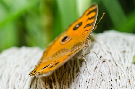 simsearch:400-07486829,k - butterfly in green nature or in the garden Foto de stock - Super Valor sin royalties y Suscripción, Código: 400-05754144