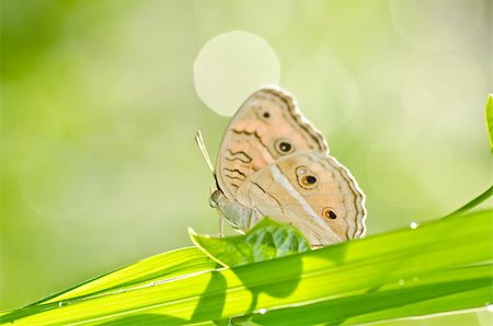 simsearch:400-07486829,k - butterfly in green nature or in the garden Foto de stock - Super Valor sin royalties y Suscripción, Código: 400-05754145