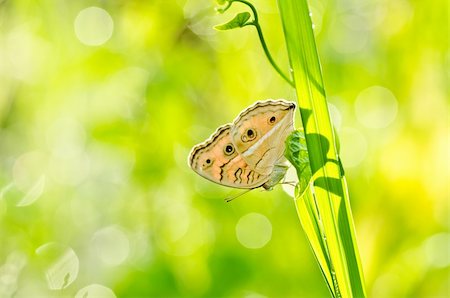 simsearch:400-07486829,k - butterfly in green nature or in the garden Foto de stock - Super Valor sin royalties y Suscripción, Código: 400-05754146