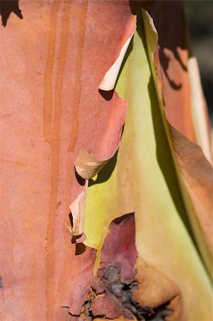 paper thin - A section of bark on a madrona tree (arbutus menziesii) in the Pacific Northwest. This tree has paper-thin red bark that peels. Stock Photo - Budget Royalty-Free & Subscription, Code: 400-05754236