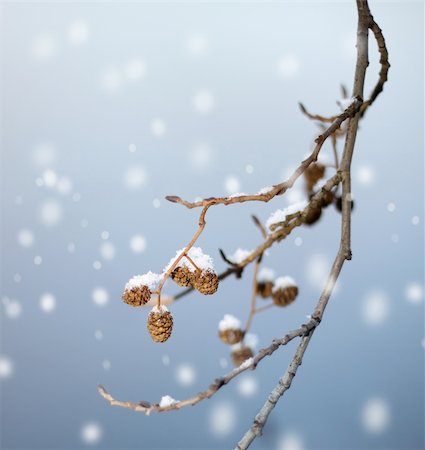 erle - First snow branch, beautiful winter concept snowfall Stockbilder - Microstock & Abonnement, Bildnummer: 400-05754346