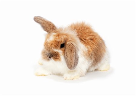 simsearch:400-04577365,k - Little bunny isolated on white Photographie de stock - Aubaine LD & Abonnement, Code: 400-05754351