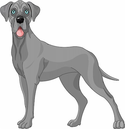 Great Dane dog, standing in front of white background Stock Photo - Budget Royalty-Free & Subscription, Code: 400-05754361