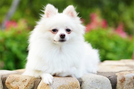 white pomeranian dog Stockbilder - Microstock & Abonnement, Bildnummer: 400-05754757
