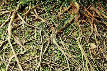 tree root Stock Photo - Budget Royalty-Free & Subscription, Code: 400-05754778