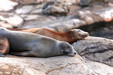 Sleeping sea lions Stock Photo - Budget Royalty-Free & Subscription, Code: 400-05754793