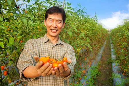 asian farmer holding tomato on his farm Photographie de stock - Aubaine LD & Abonnement, Code: 400-05755140