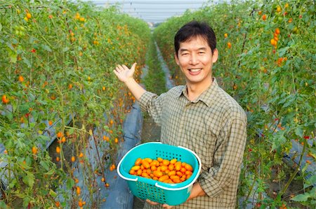 successful asian farmer holding tomato on his farm Photographie de stock - Aubaine LD & Abonnement, Code: 400-05755153