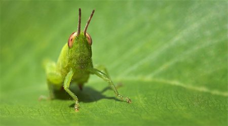 Small green funny grasshopper sitting on a green leaf - business card format Stock Photo - Budget Royalty-Free & Subscription, Code: 400-05755216