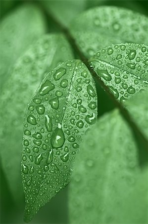 The droplets of dew on green leaves Stock Photo - Budget Royalty-Free & Subscription, Code: 400-05755218