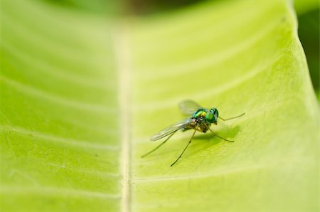 simsearch:400-06140139,k - long legs fly in green nature or in the city Stock Photo - Budget Royalty-Free & Subscription, Code: 400-05755638