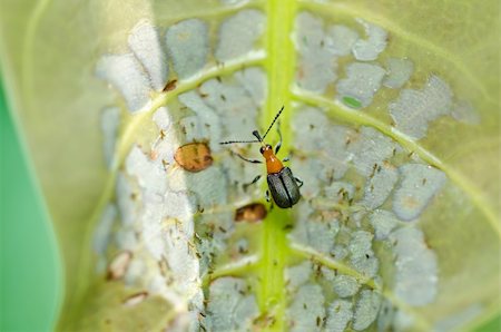 simsearch:400-06138663,k - brown bug in green nature or in the garden Stock Photo - Budget Royalty-Free & Subscription, Code: 400-05755644