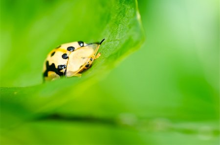 simsearch:400-06138663,k - orange beetle in green nature or the garden Stock Photo - Budget Royalty-Free & Subscription, Code: 400-05755655