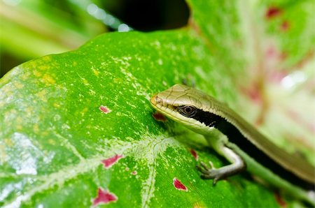 simsearch:400-04914866,k - Skink in garden or in green nature Stock Photo - Budget Royalty-Free & Subscription, Code: 400-05755659