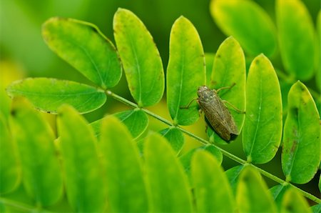 Aphid insect in green nature or in the garden Stock Photo - Budget Royalty-Free & Subscription, Code: 400-05755651