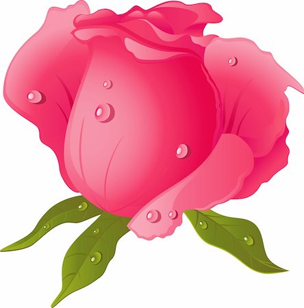 drawing of roses - Pink Rose isolated over white. EPS 10, AI, JPEG Stock Photo - Budget Royalty-Free & Subscription, Code: 400-05755666