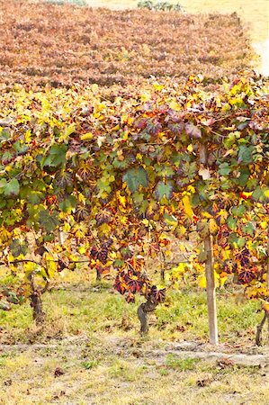 simsearch:400-03937535,k - Italian vineyard of Barbera during autumn season Stock Photo - Budget Royalty-Free & Subscription, Code: 400-05750331