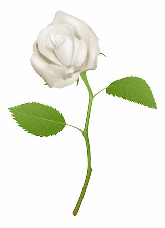 drawing of roses - An illustration of a beautiful white rose Stock Photo - Budget Royalty-Free & Subscription, Code: 400-05750344