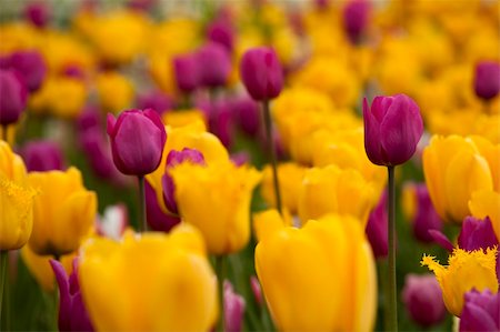simsearch:400-08555878,k - Spring field full of beautiful and colorful tulips on shallow deep of field Foto de stock - Royalty-Free Super Valor e Assinatura, Número: 400-05750474