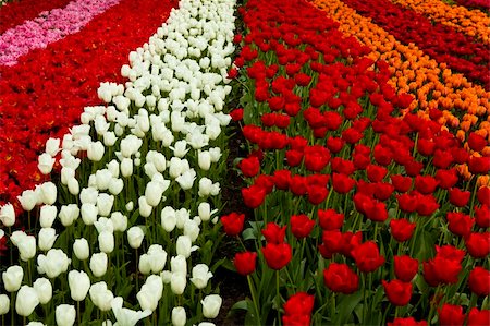 simsearch:400-05701960,k - Spring field full of beautiful and colorful tulips Foto de stock - Royalty-Free Super Valor e Assinatura, Número: 400-05750476