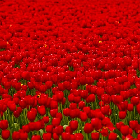 simsearch:400-08555878,k - Spring field full of beautiful red tulips Stock Photo - Budget Royalty-Free & Subscription, Code: 400-05750471