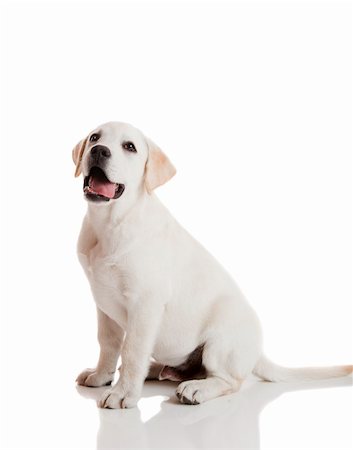 simsearch:400-04611550,k - Beautiful labrador retriever cream puppy isolated on white background Stockbilder - Microstock & Abonnement, Bildnummer: 400-05750481