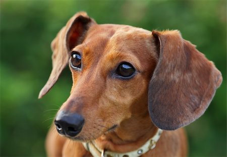 simsearch:400-05246924,k - dachshund dog Photographie de stock - Aubaine LD & Abonnement, Code: 400-05751765