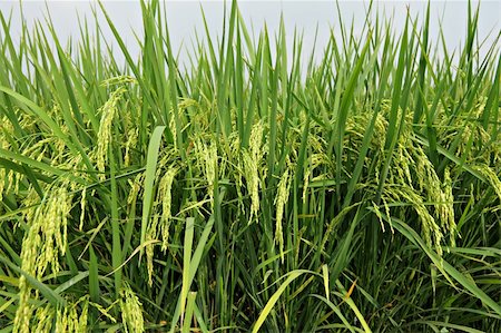 simsearch:400-04495929,k - paddy rice field Photographie de stock - Aubaine LD & Abonnement, Code: 400-05751769