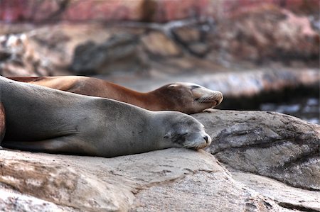 simsearch:400-06094384,k - sea lion sleeping Foto de stock - Royalty-Free Super Valor e Assinatura, Número: 400-05751760