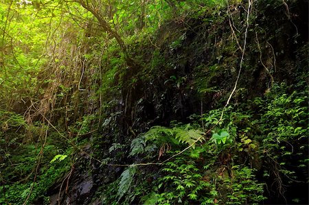 spring light rain - jungle Stock Photo - Budget Royalty-Free & Subscription, Code: 400-05751787