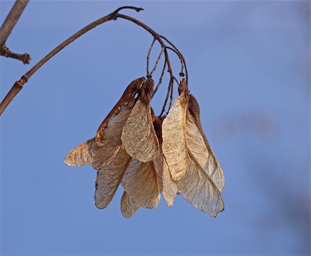 Dry seeds of a maple against the blue sky Stock Photo - Budget Royalty-Free & Subscription, Code: 400-05751992