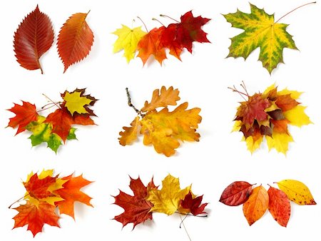 fall aspen leaves - autumnal leaves collection on white Stock Photo - Budget Royalty-Free & Subscription, Code: 400-05752470