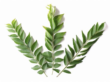 close up of fresh indian curry leaves Stock Photo - Budget Royalty-Free & Subscription, Code: 400-05752639