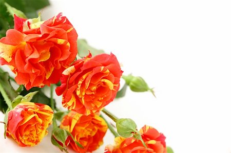 simsearch:400-07577622,k - bouquet of multicolored roses, small sprays Photographie de stock - Aubaine LD & Abonnement, Code: 400-05752654