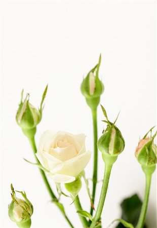 simsearch:400-07577622,k - bouquet of multicolored roses, small sprays Photographie de stock - Aubaine LD & Abonnement, Code: 400-05752655