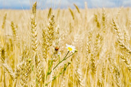 simsearch:400-06069976,k - ears of wheat with flowers Photographie de stock - Aubaine LD & Abonnement, Code: 400-05753139