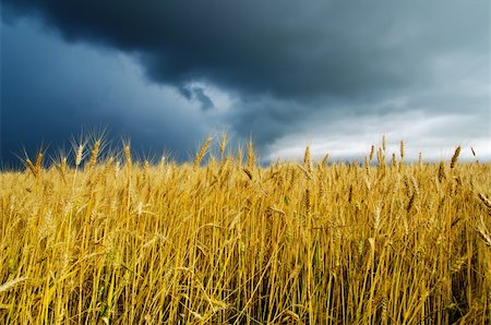 simsearch:400-05355620,k - field with barley under dramatic sky Fotografie stock - Microstock e Abbonamento, Codice: 400-05753141