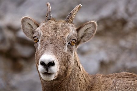 parc national de banff - Rocky Mountain Sheep Alberta Canada young kid Foto de stock - Super Valor sin royalties y Suscripción, Código: 400-05753251