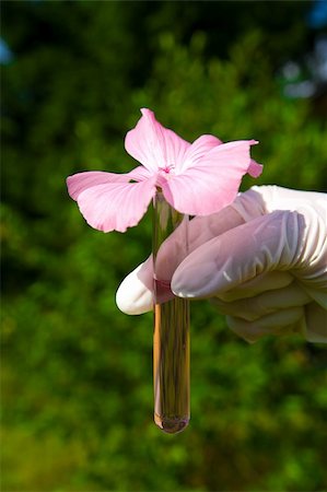 simsearch:693-03312733,k - hand holding test tube with pink liquid and flower outdoors in the garden Stockbilder - Microstock & Abonnement, Bildnummer: 400-05753292