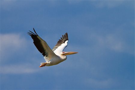 pelecanus - white pelican in flight,  Danube Delta, Romania Foto de stock - Super Valor sin royalties y Suscripción, Código: 400-05753315