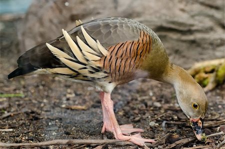 simsearch:400-05753325,k - An exotic Australian duck beaking down on the ground Stock Photo - Budget Royalty-Free & Subscription, Code: 400-05753324