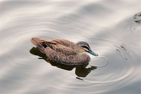 simsearch:400-05753325,k - An exotic Australian duck swimming in a pond / lake Stock Photo - Budget Royalty-Free & Subscription, Code: 400-05753325